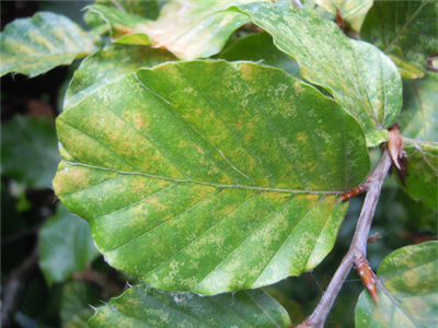 Waarschuwing Spintmijt (diverse)