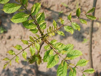 Waarschuwing Roestmijt