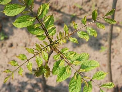 Waarschuwing sierplanten 10.1