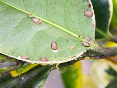 Waarschuwing Dopluis (Parthenolecanium pomeranicum) en Pulvinale dopluis (Chloropulvinaria floccifera)