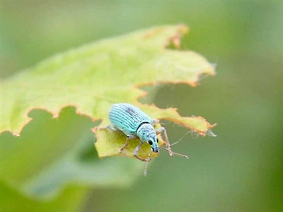 Waarschuwing Bladsnuitkevers (Phyllobius sp. en Polydrusus sp.)