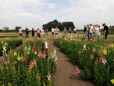Proefveldbezoek biobloemen - Destelbergen