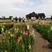 Proefveldbezoek biobloemen - Destelbergen