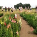 Proefveldbezoek biobloemen - Destelbergen