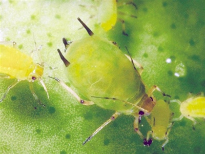 Waarschuwing Bladluizen (diverse)