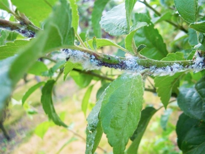 Waarschuwing Wollige bloedluis (Erisoma lanigerum)