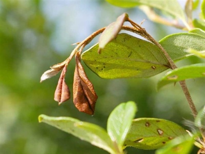 Waarschuwing Bacterievuur (Erwinia amylovora)
