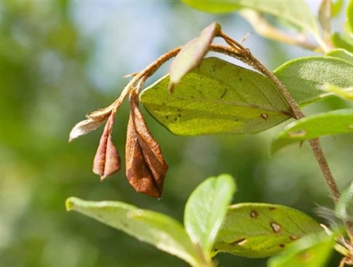 Waarschuwing sierplanten 8.1