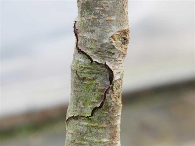 Waarschuwing Perenprachtkever (Agrilus sinuatus)