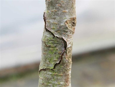 Waarschuwing sierplanten 9.4