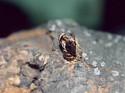 Waarschuwing Wilgenhoutvlinder (Cossus cossus)