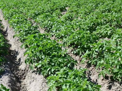 Waarschuwing aardappelziekte – 03/06/2025