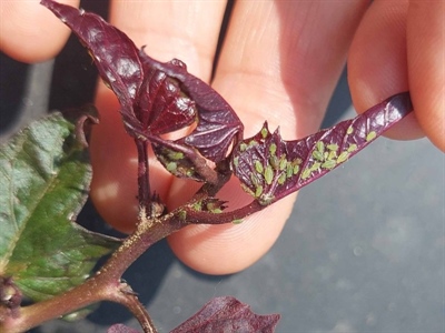Planten van bataat met wat vertraging afgerond