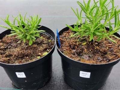 Duurzaamheid: veenalternatieven hebben een invloed op de waterhuishouding