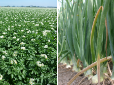 Aardappel- en Uiendag - Wannegem-Lede (Kruisem)