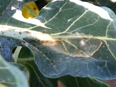 Warm en droog weer stimuleren plaaginsecten in kolen