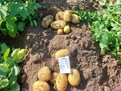 Grote verschillen bij Amora