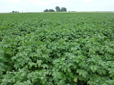 Waarschuwing aardappelziekte – 13/08/2025