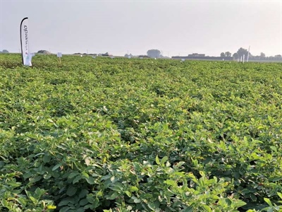 Waarschuwing aardappelziekte – 21/08/2025