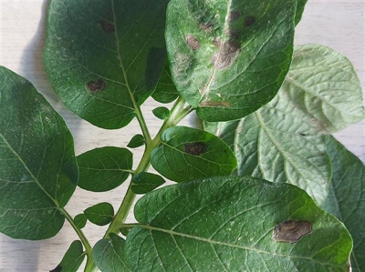 Waarschuwing alternaria - 21/08/2025