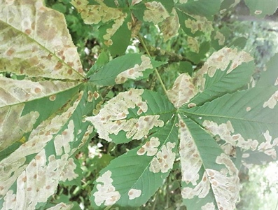 Waarschuwing sierplanten 14