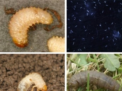 Gezocht: taxuskeverlarven, engerlingen en emelten