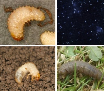 Gezocht: taxuskeverlarven, engerlingen en emelten