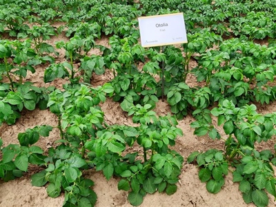 Waarschuwing aardappelziekte BIO - 28/08/2025