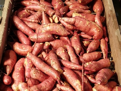 Tussentijdse opbrengsten bataat zijn beloftevol