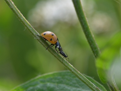 Workshop Functionele agrobiodiversiteit stimuleren door duurzame plaagbeheersing - Destelbergen