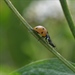 Workshop Functionele agrobiodiversiteit stimuleren door duurzame plaagbeheersing - Destelbergen