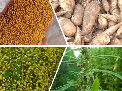 Op zoek naar een nieuwe teelt? Vind hem via het CropExplore for Farmers tool!