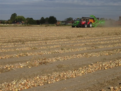 Uienoogst op twee snelheden