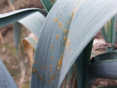 Bladziekten in prei: let op voor roest en papiervlekkenziekte!