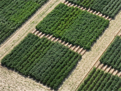 Aardappelen bemesten naargelang de stikstofbehoefte van het ras