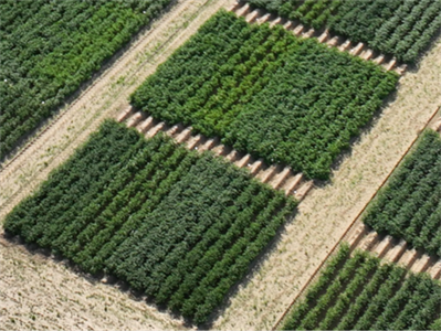 Aardappelen bemesten naargelang de stikstofbehoefte van het ras