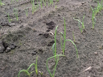 Zaai winteruien goed verlopen