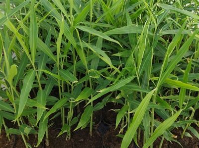 Samenaankoop gember- en kurkumaplanten voor professionelen