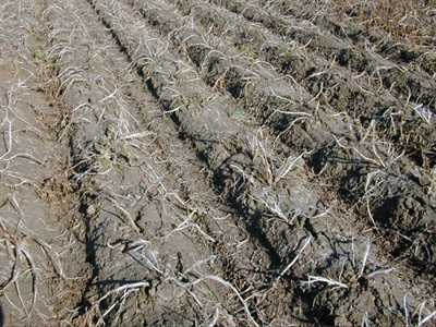 Nog altijd aardappelen in het veld
