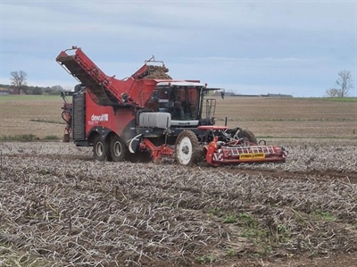 Oogst in de eindfase, loodsen overvol