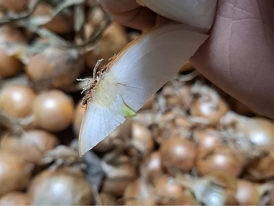 Kwaliteit bepaalt ook in de uienteelt de verkoopprijs