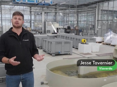 Video 'Ondergedoken waterplanten'