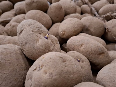 Kieming algemeen op gang gekomen