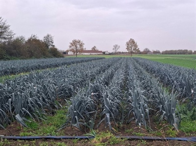 Prei is weer goed aan de groei