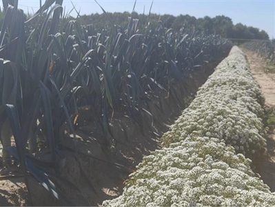 Lichte meerwaarde van Lobularia als bankerplant in prei