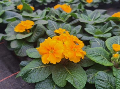 Dierlijke mest vervangt kunstmeststoffen bij perkplanten