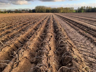 Zijn aardappeltelers bereid te produceren met verlies?