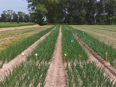 Sterke rassen, gezonde uien: tolerantie tegen trips en valse meeldauw