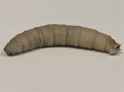 Gezocht: emelten (larven van langpootmuggen)