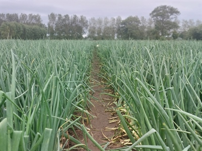 Studienamiddag Uienteelt - Kruisem